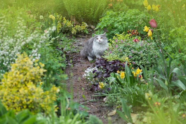 庭に座った草の中の若い猫