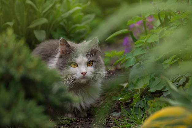 土は庭に横たわっています自然の中で大気の瞬間屋外若い猫は散歩し、美しい庭を楽しんでいます