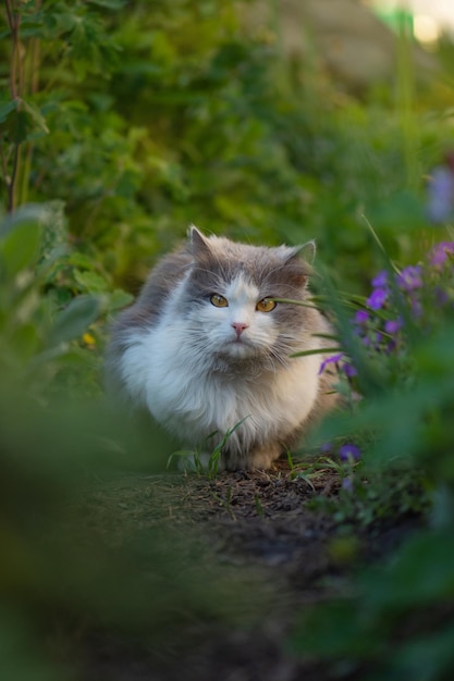 土は庭に横たわっています屋外の花を持つ猫庭に咲く花の近くでポーズをとる猫