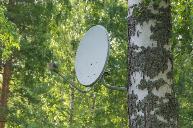 Фото Спутниковая тарелка прикреплена к дереву.