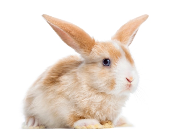 Satijn Mini snoeit konijn oor omhoog, liggend, geïsoleerd op wit