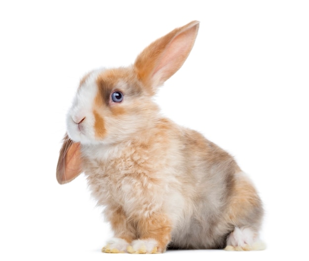 Foto satin mini lop orecchio di coniglio in su, seduto isolato su bianco