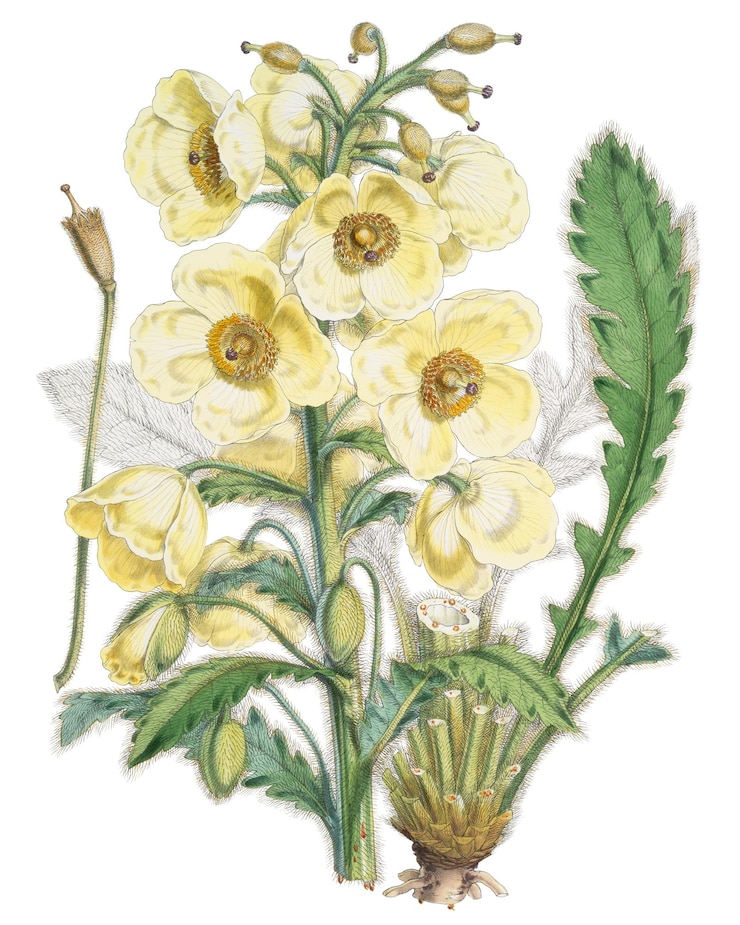 Photo サティン・ポッピー・フラワー (satin poppy flower) 透明な背景 ヴィンテージ・ヒマラヤの植物 イラスト ラウピクセル (rawpixel) によるリミックス