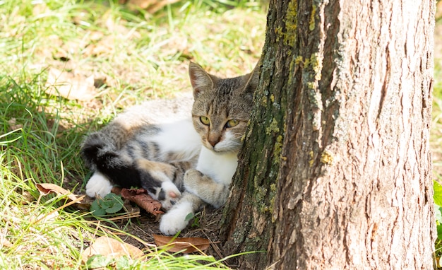 Satisfied cat lies on the grass next to tree and looking at camera