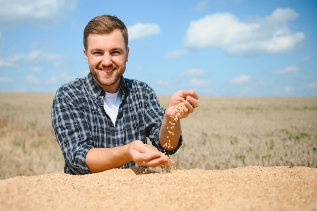 Довольный молодой фермер, стоящий на прицепе в поле и проверяющий собранные зерна пшеницы после сбора урожая