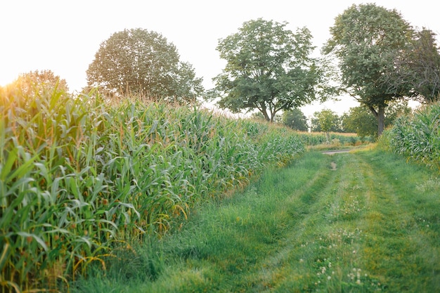 Saturated beautiful juicy green field of corn in sunset light Summer Harvest Eco Bio