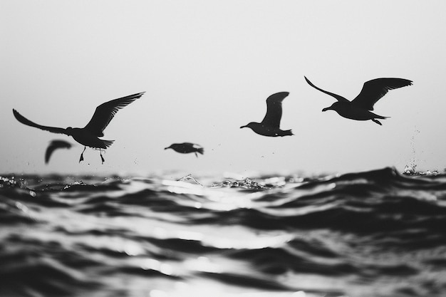 Photo saunter through the oceanic realm where seabirds t generative ai