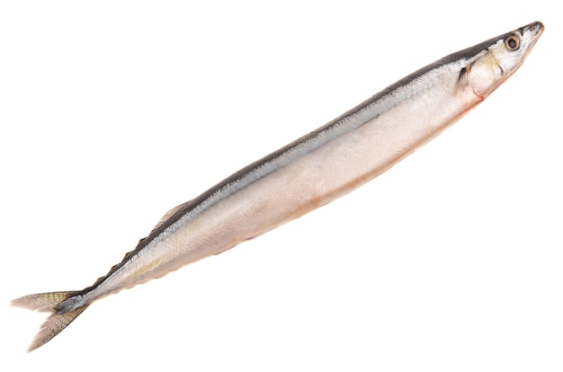 Saury on white