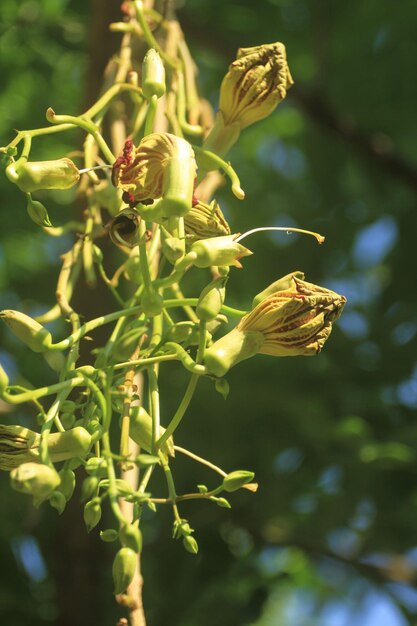 Photo sausage tree flowers large overhanging on very long arbor