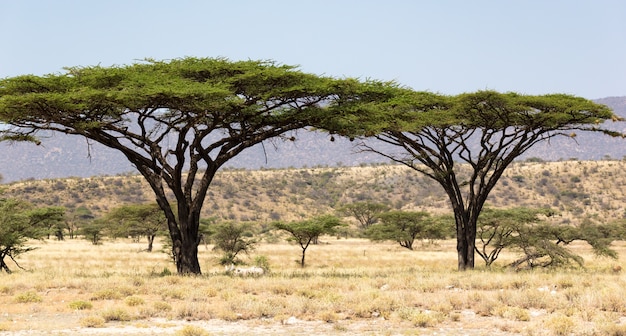 The sausage tree in the middle of the savannah