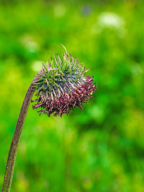 Saussurea frolowii、シベリアの薬草。アルタイ山脈で育ち、医学で使用されます。垂直方向のビュー。