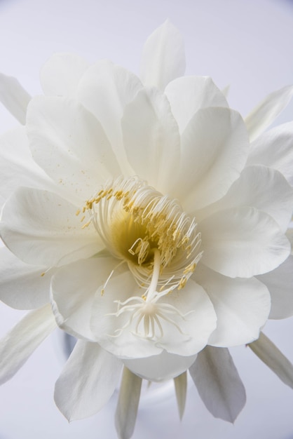 Saussurea obvallata or brahma kamal flower or white lotus, It is native to the Himalayas and Uttarakhand, India, isolated