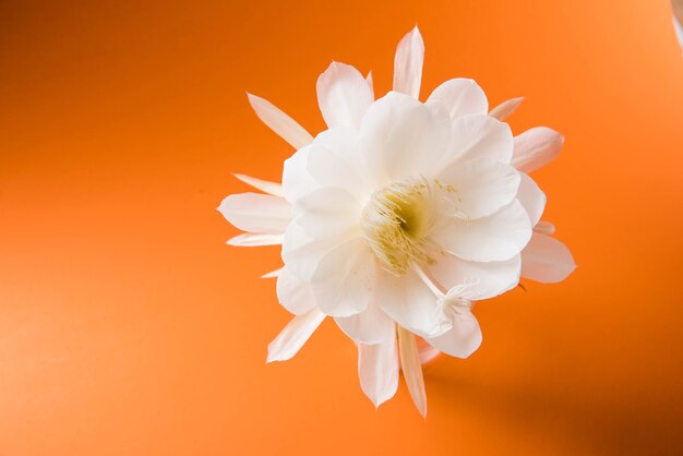 Saussurea obvallata or brahma kamal flower or white lotus, It is native to the Himalayas and Uttarakhand, India, isolated