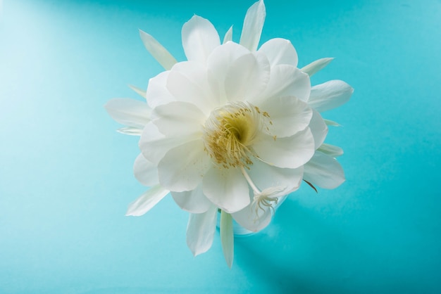 Saussurea obvallata of brahma kamal bloem of witte lotus, het is inheems in de himalaya en uttarakhand, india, geïsoleerd