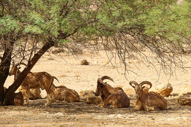 Savanah Tunisa bouhedma national park south of tunisia