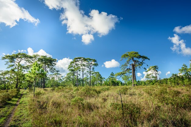 Foto campo di savana paesaggio e prato