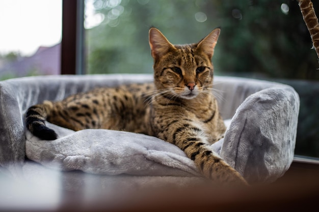 Savannah cat sits on a pedestal pillow against a background of greenery