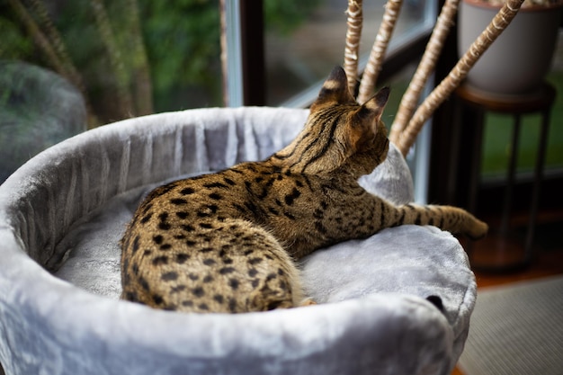 Savannah cat sits on a pedestal pillow against a background of greenery