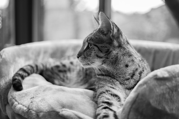 Savannah cat sits on a pedestal pillow against a background of greenery