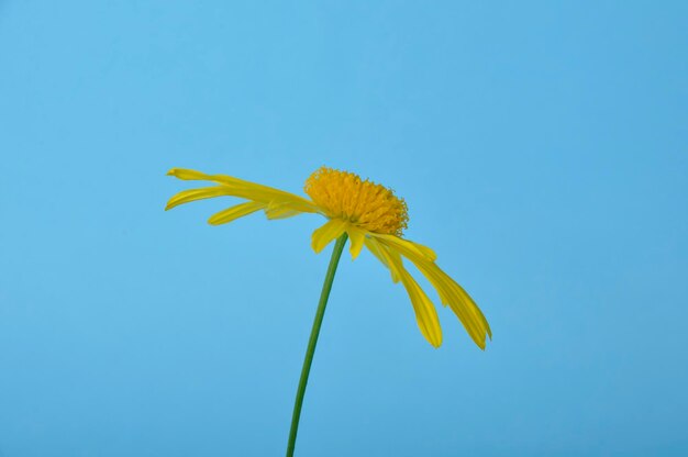 Savannah daisies on a blue background