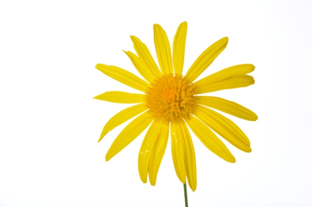 Savannah daisies on a white background