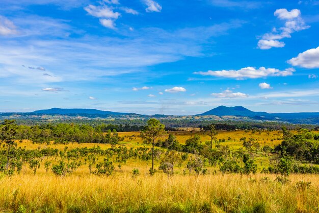 Savannah en dennenbos in thung salaeng luang national park, thailand