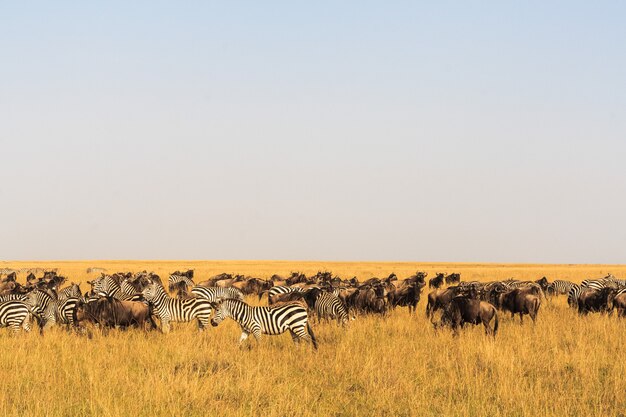 Savannah herbivores in Kenya