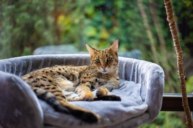 Savannah kat zit op een voetstuk kussen tegen een achtergrond van groen