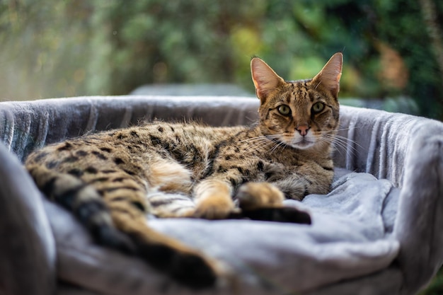 Savannah kat zit op een voetstuk kussen tegen een achtergrond van groen