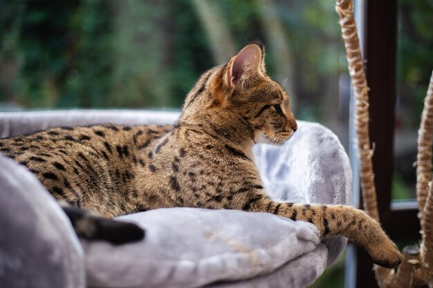 Savannah kat zit op een voetstuk kussen tegen een achtergrond van groen