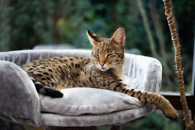 Savannah kat zit op een voetstuk kussen tegen een achtergrond van groen