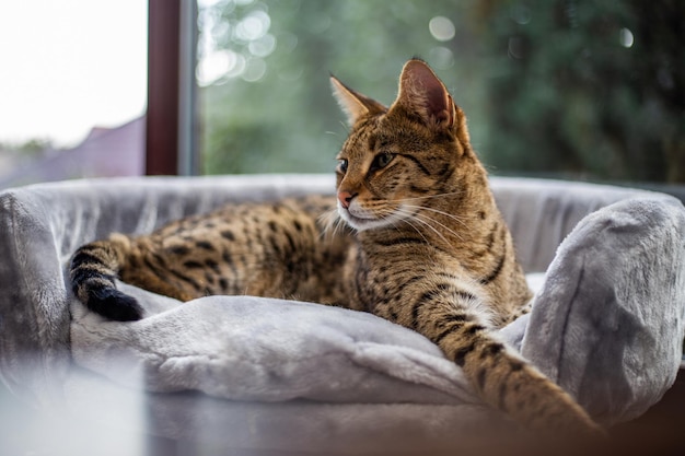 Savannah kat zit op een voetstuk kussen tegen een achtergrond van groen