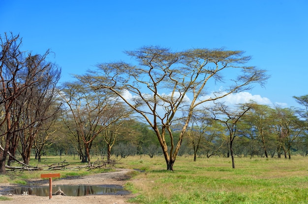 アフリカ、ケニアの国立公園のサバンナの風景