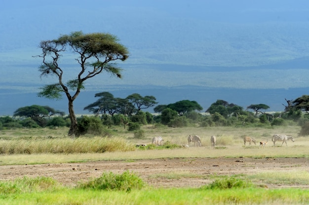 Foto paesaggio della savana nel parco nazionale del kenya