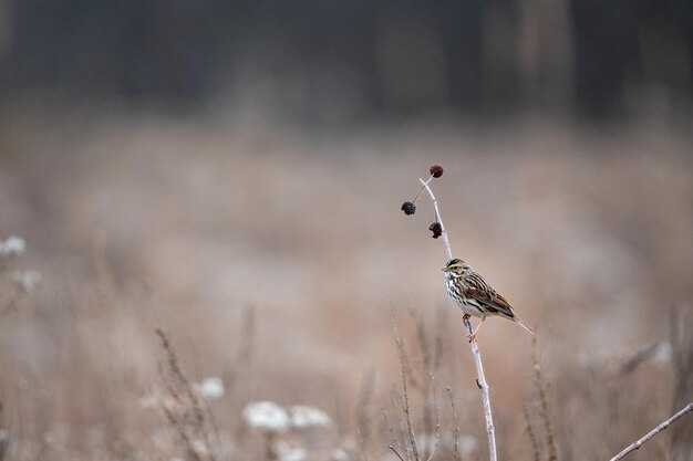 Savannah sparrow Passerculus sandwichensis perched on a twig