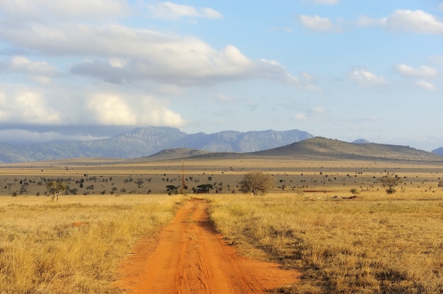 Savannelandschap in het nationale park van kenia, afrika