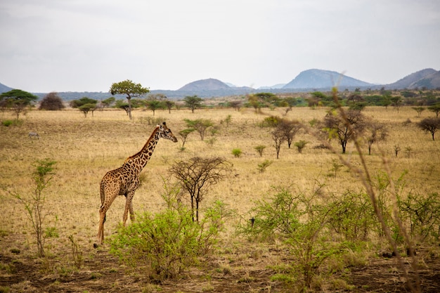 Savannelandschap met giraf en bergen