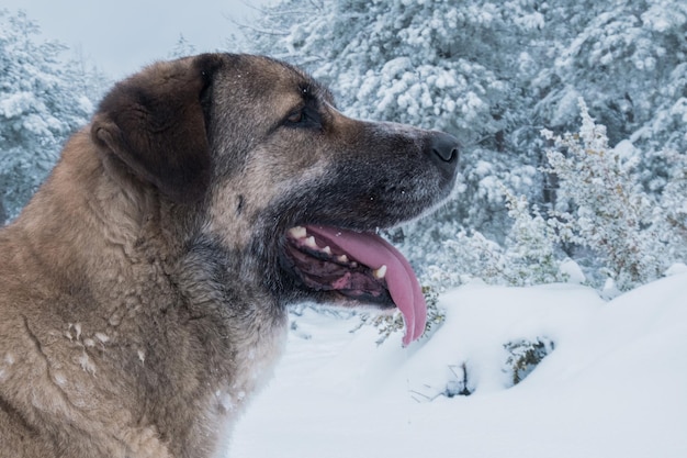 Photo save animal in the snow