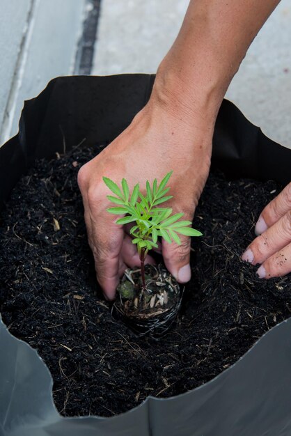 地球を救う木を植えることで命を救う、環境コンセプト