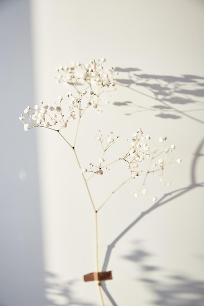 Save planet concept Gypsophila flower glued to the background with shadows