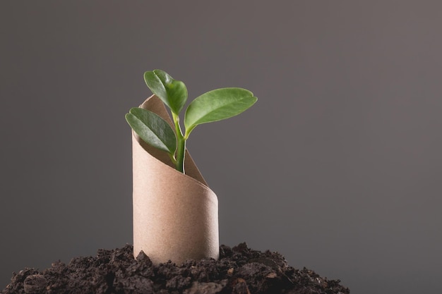 Save world and concept for plant the tree Young green tree pops out of old brown cardboard on pile of soil with dark background Can use for reuse recycle and environment concept