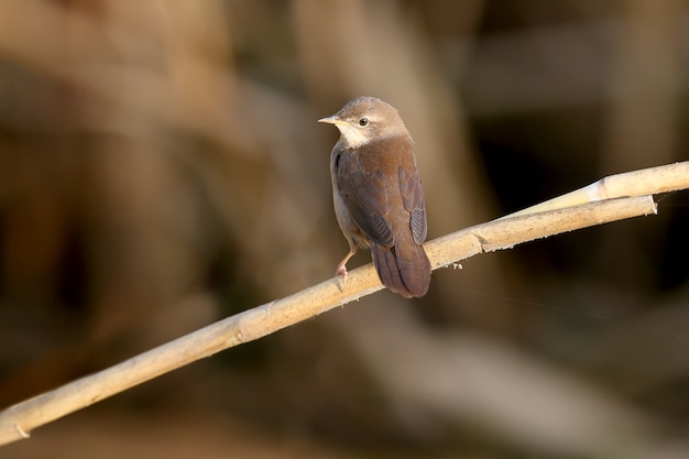 겨울 깃털의 Savi's Warbler(locustella Luscinioides)는 다양한 특이한 포즈로 자연 서식지에서 클로즈업 촬영됩니다. 식별은 쉽습니다.