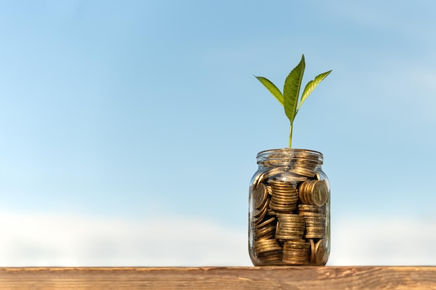 Экономия денег с интересом к будущему: банка с монетами и растение на деревянном столе на фоне голубого неба.