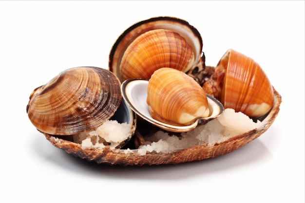 Savor the Delights of Roasted Sweet Shellfish Fresh Seafood at Its Finest