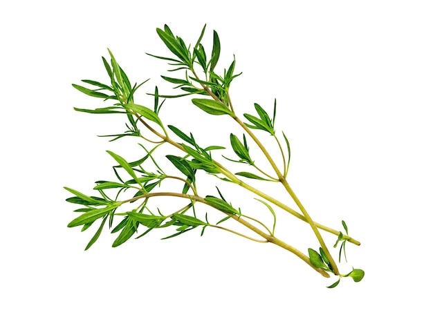 Savory bunch isolated on white background. Savory herb leaves. Fresh green savory plant.