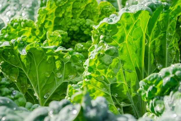 Primo piano di forchette di cavolo verza. sfondo naturale. brassica oleracea var. sabauda