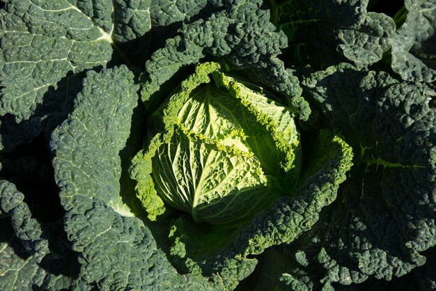 Photo savoy cabbage plant in an organic garden in the north of spain