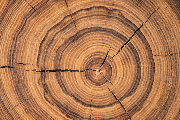 Saw cut texture with annual rings and cracks. old tree stump as background