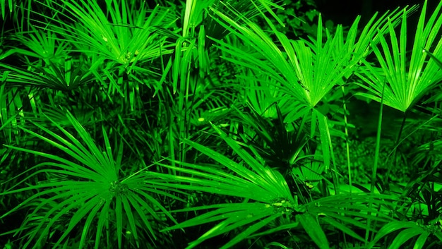 Saw palmetto palm leaves close up in green lighting