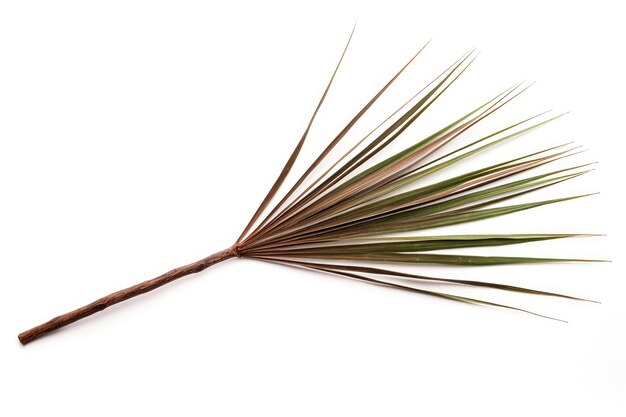 Saw Palmetto Twig On White Background Generative AI